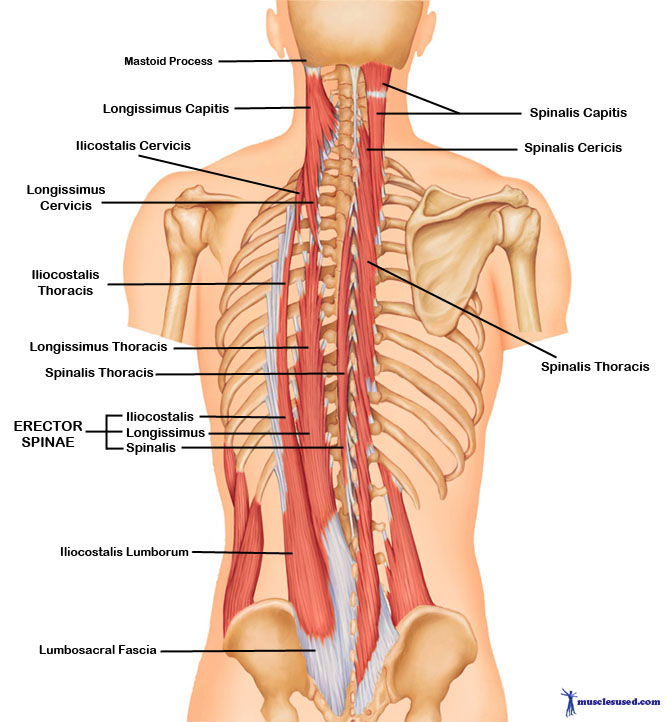 The 7 Best Back Workouts For Mass Fitplan Blog